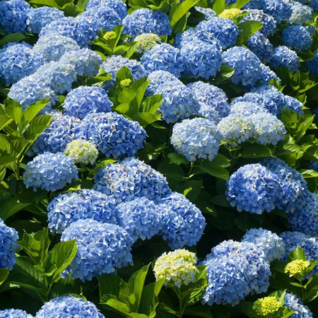 Гортензия крупнолистная Nikko Blue